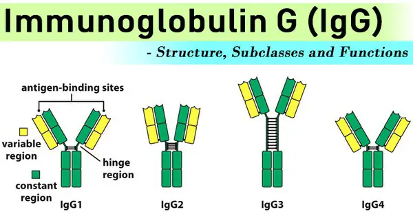 structure, subclasses, and functions of immunoglobulin G
