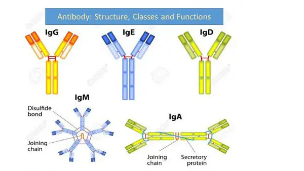 structures of the different types of antibodies