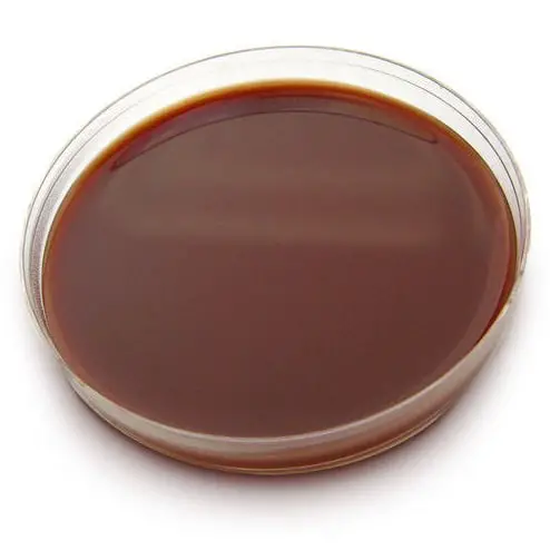example of a sterile chocolate agar image