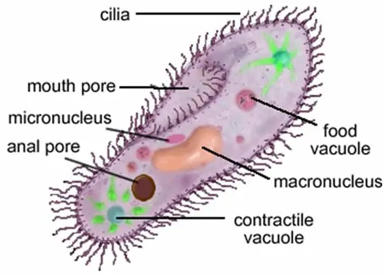 image above is a closer representation of cilia