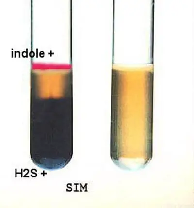 Hydrogen sulfide test using SIM medium