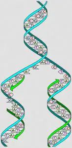 Difference between DNA Replication and Transcription
