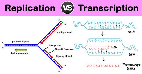 Difference between DNA Replication and Transcription - Laboratoryinfo.com