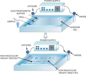 Agarose gel electrophoresis of DNA – Principle, Protocol and Uses