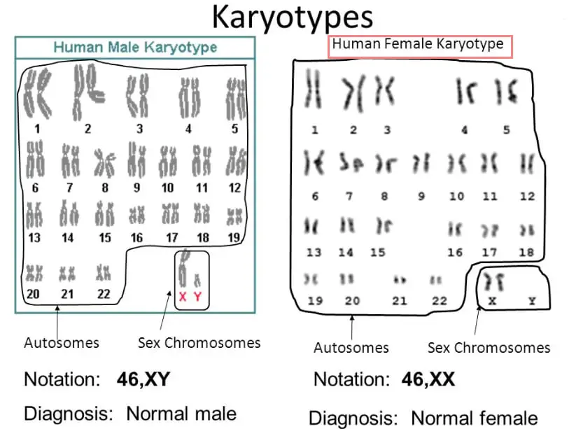 Image of chromosomes that are arranged in chronological orders normal male and female