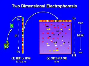 Types of Electrophoresis – Principles and Applications