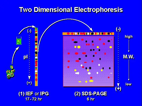 Types Of Electrophoresis Principles And Applications 9964