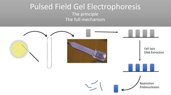 principle of pulse-field gel electrophoresis as shown in the image