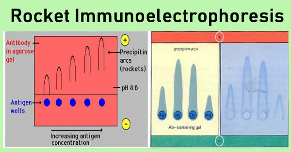 A rocket immunoelectrophoresis is a sub-type of immunoelectrophoresis, which is an adaptation of a radial immunodiffusion