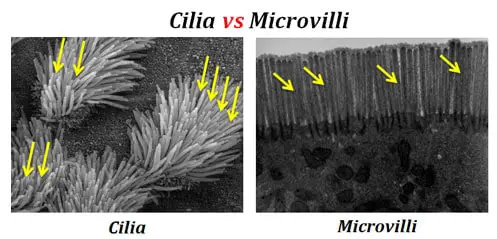 comparison image between cilia and microvilli