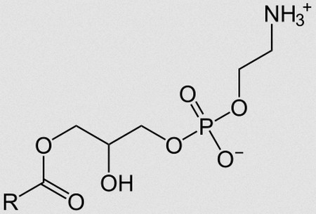 simple structure of lipids