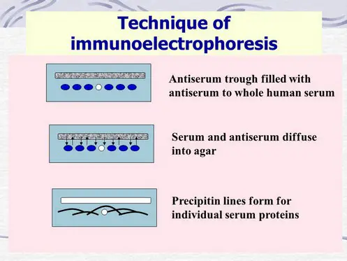 image above shows the step by step guide for conducting immunoelectrophoresis