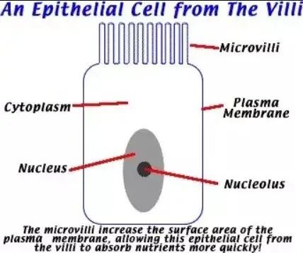 microvilli diagram