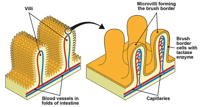 Microvilli – Definition, Diagram (Vs Villi and Cilia) and Function ...