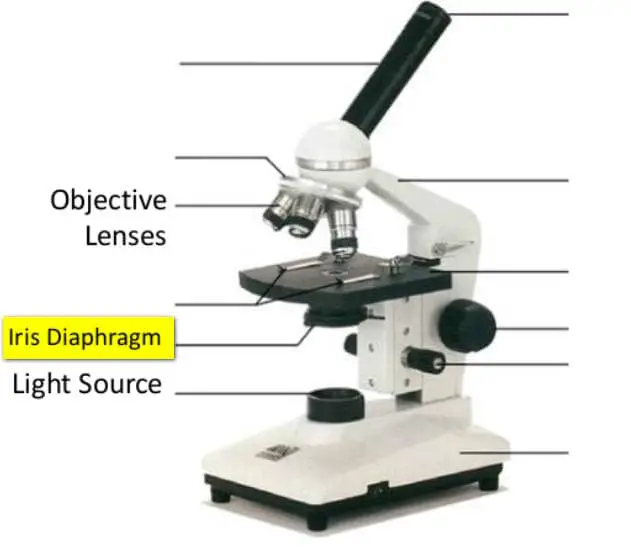 Parts Of The Microscope With Labeling Also Free Printouts - Laboratoryinfocom
