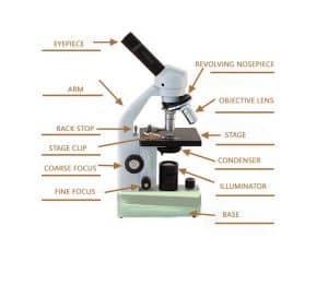 Parts of the Microscope with Labeling (also Free Printouts ...