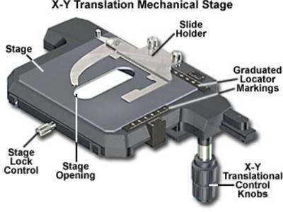 stage control feature of the microscope can be adjusted to move the stage to the desired direction