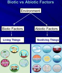 Difference between Biotic and Abiotic factors
