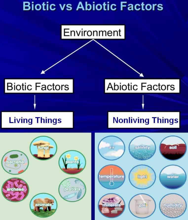 Difference between Biotic and Abiotic factors - Laboratoryinfo.com