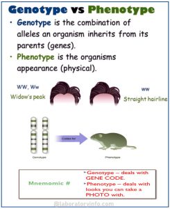 difference between phenotype and genotype