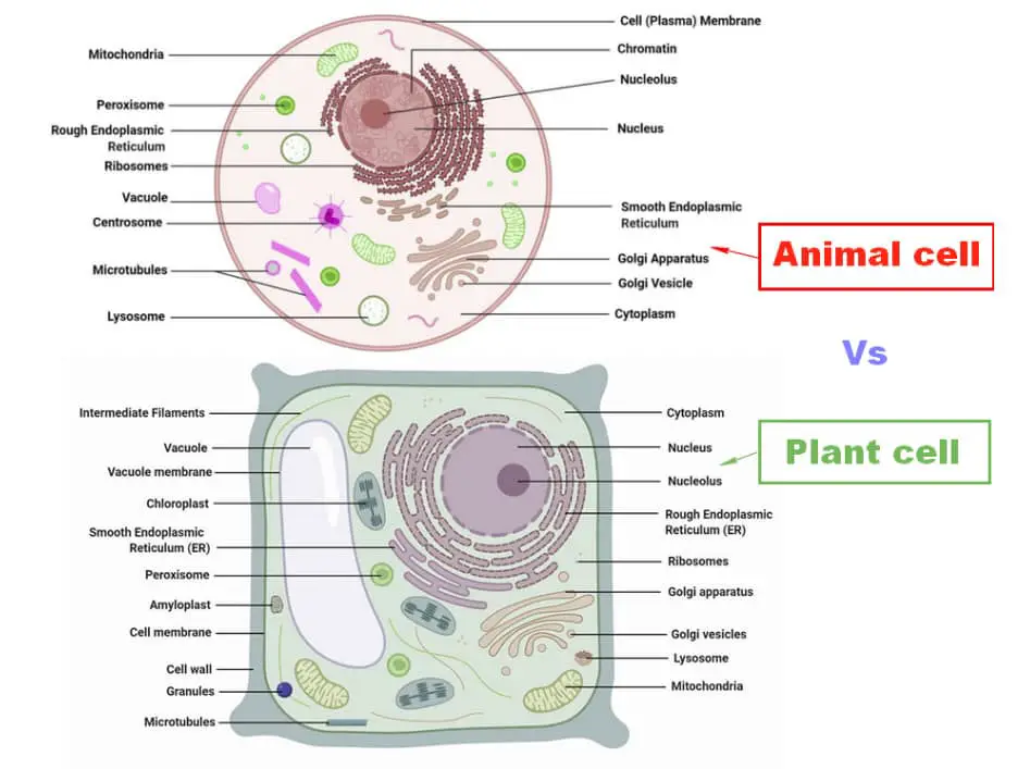 difference between plant cell and animal cell - plant vs animal cell
