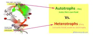 Difference between Autotroph and Heterotroph