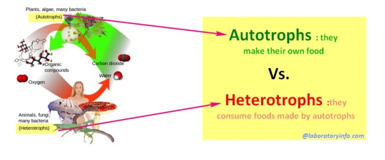 Difference between Autotroph and Heterotroph - LaboratoryInfo.com