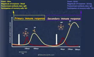 Difference between Primary and Secondary immune response