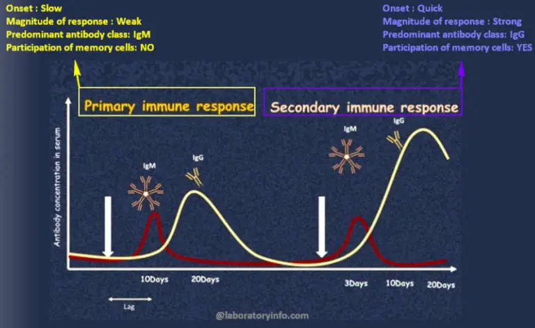 primary-vs-secondary-immune-response-microbe-online