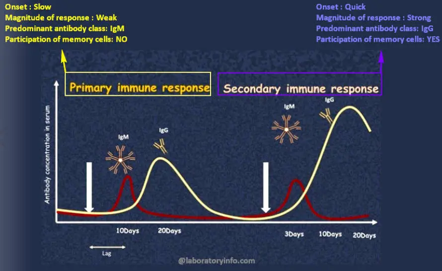 difference-between-primary-and-secondary-immune-response-laboratoryinfo