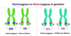 Difference between Homozygous and Heterozygous