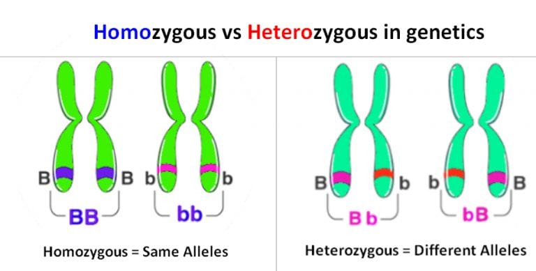 Difference Between Homozygous And Heterozygous 9115