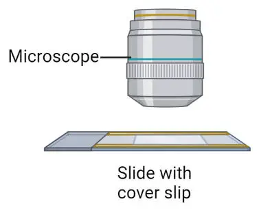 examine under oil immersion through the cover slip