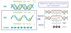 Difference between Transcription and Translation - Laboratoryinfo.com