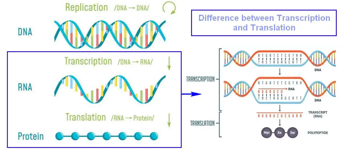 dna replication transcription translation