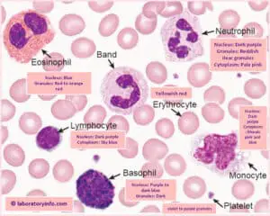Wright’s Stain – Procedure, Principle, Components, Uses and Blood smear