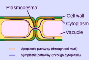 Difference between Symplast and Apoplast Pathways