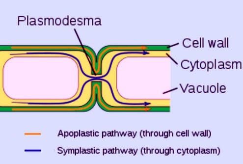 apoplastic pathway and the symplastic pathway image diagram