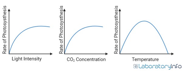 carbon dioxide concentration affect photosynthesis experiment