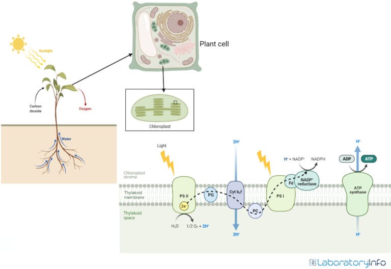 Photosynthesis Process - Definition, Diagram, Reactions (Steps ...