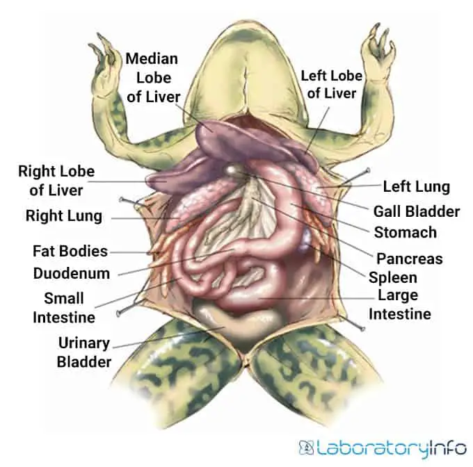 Alimentary canal of frog