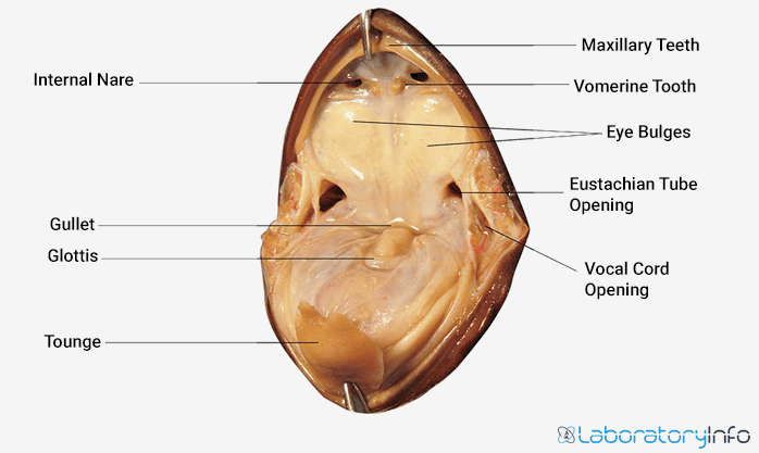 Contents of Frog buccal cavity with labelled image