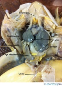 Notes on Digestive System of Frog (Labelled Diagrams) - Anatomy (Parts ...