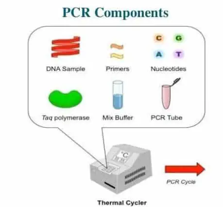 This figure indicates the different components used in the process of PCR.