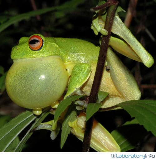 Vocal sac in male frog image