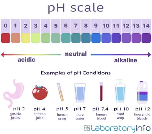 pH scale showing the optimum pH of different substances. images