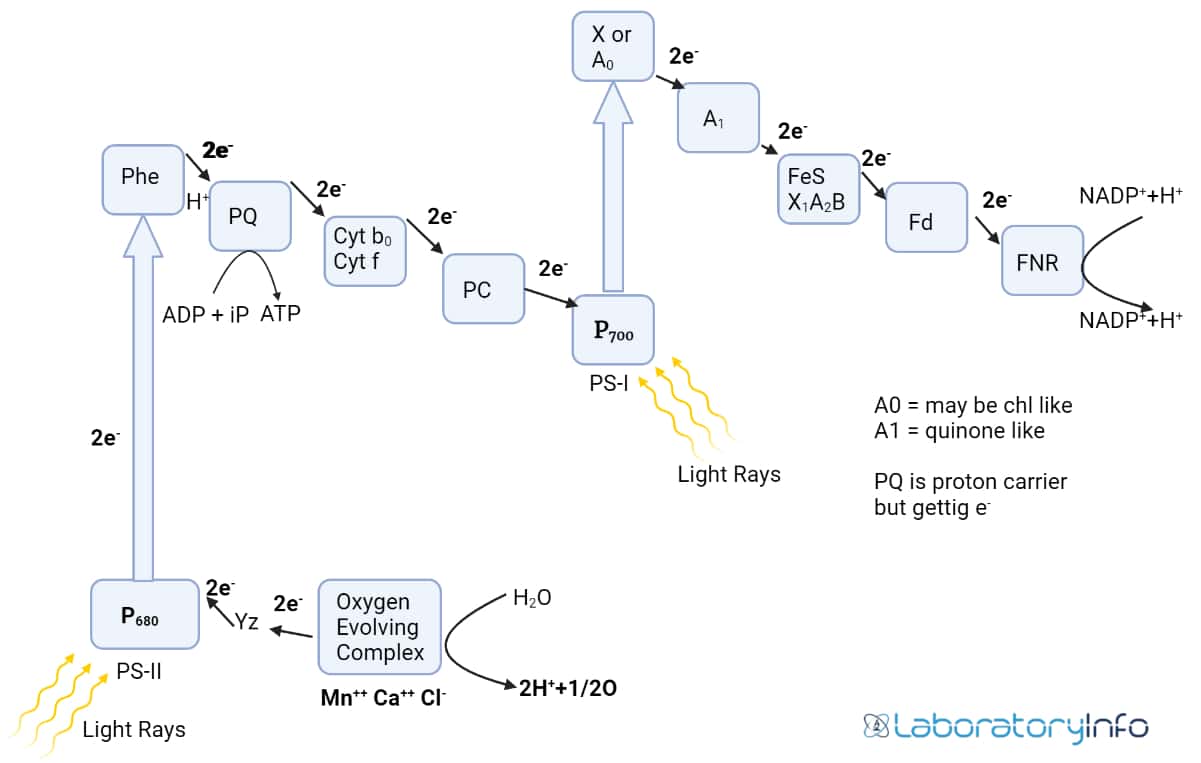 Diagram: Photophosphorylation step : it involves using light energy (photo) to make ATP from ADP (phosphorylation).