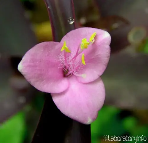 A monocot flower called Tradescantia Pallida image pictures