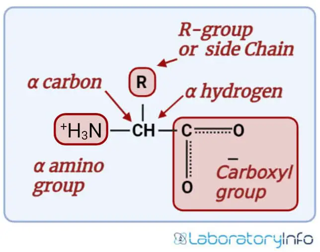 Basic Structure of Amino Acids image