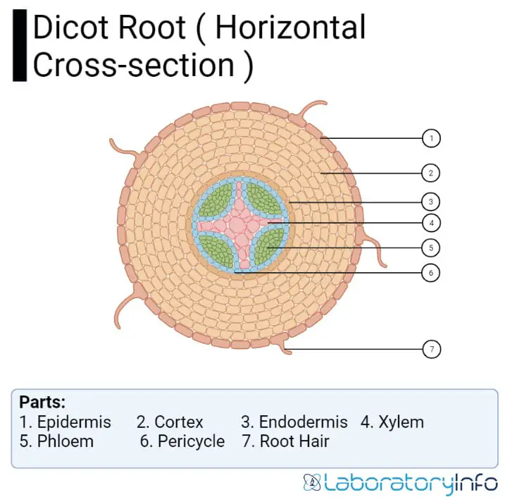 dicot root model labeled